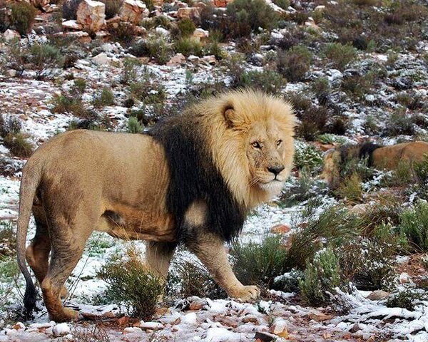 Aquila Private Game Reserve Safari Tour with Wine Tasting