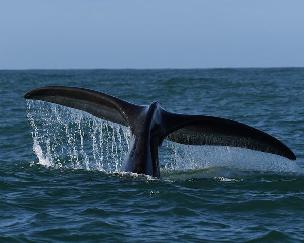Hermanus Whale Watching Shoreline Activity